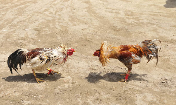 playing the online cockfighting